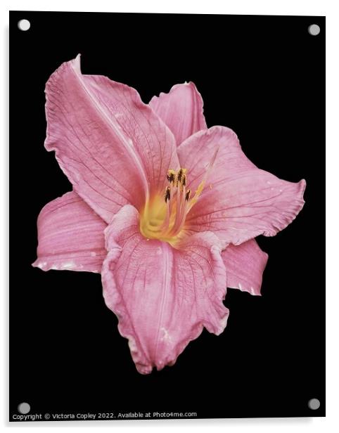 Pink Lily Acrylic by Victoria Copley