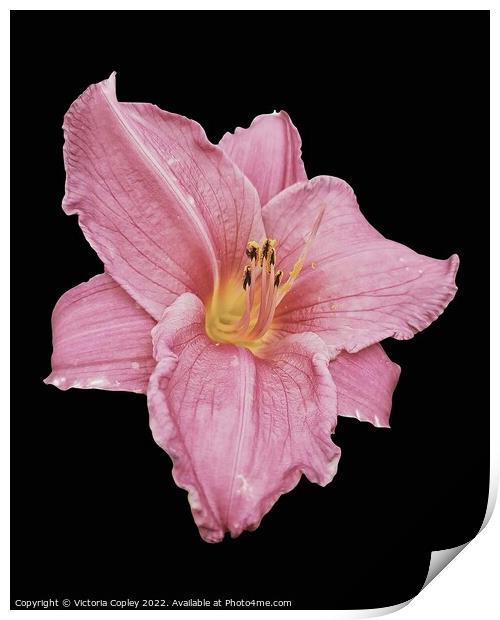 Pink Lily Print by Victoria Copley