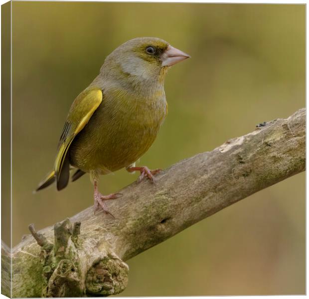 Greenfinch Canvas Print by Jonathan Thirkell