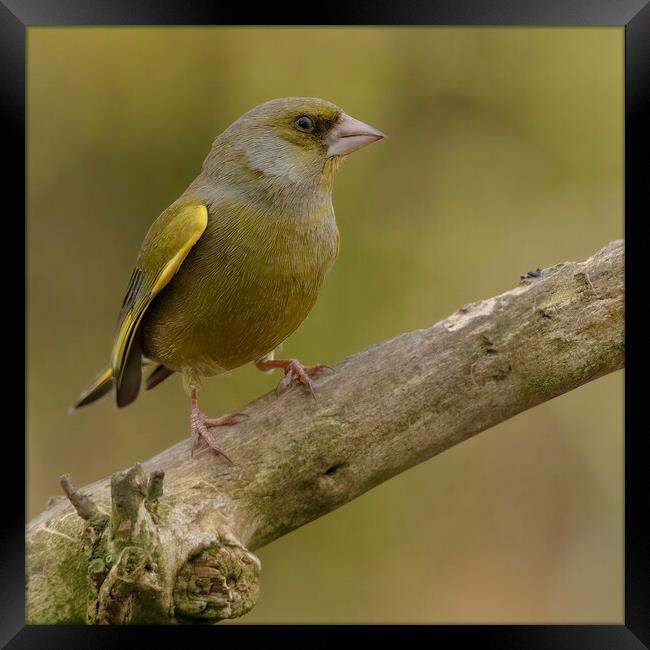 Greenfinch Framed Print by Jonathan Thirkell