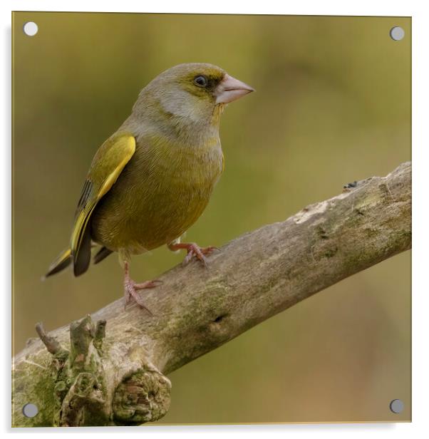 Greenfinch Acrylic by Jonathan Thirkell