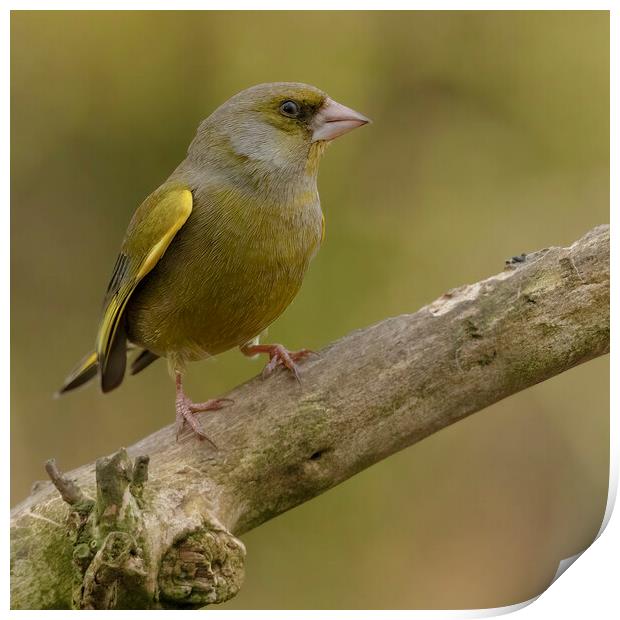 Greenfinch Print by Jonathan Thirkell