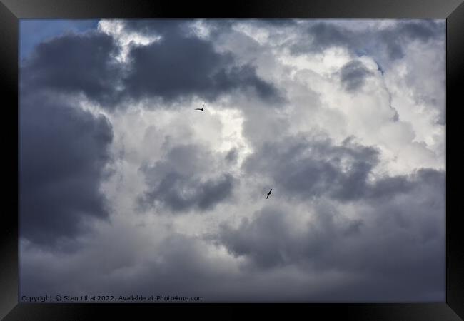 Seagulls in dramatic sky Framed Print by Stan Lihai