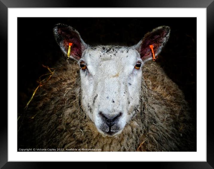 Sheep Framed Mounted Print by Victoria Copley