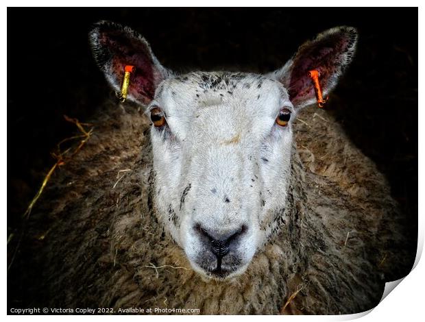 Sheep Print by Victoria Copley