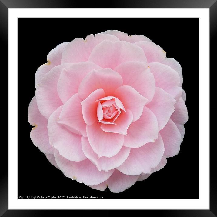 Camelia Framed Mounted Print by Victoria Copley