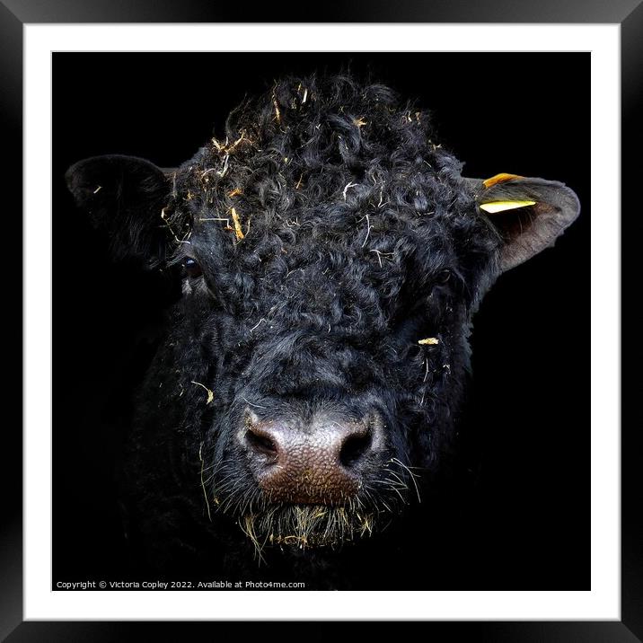 Galloway cow Framed Mounted Print by Victoria Copley