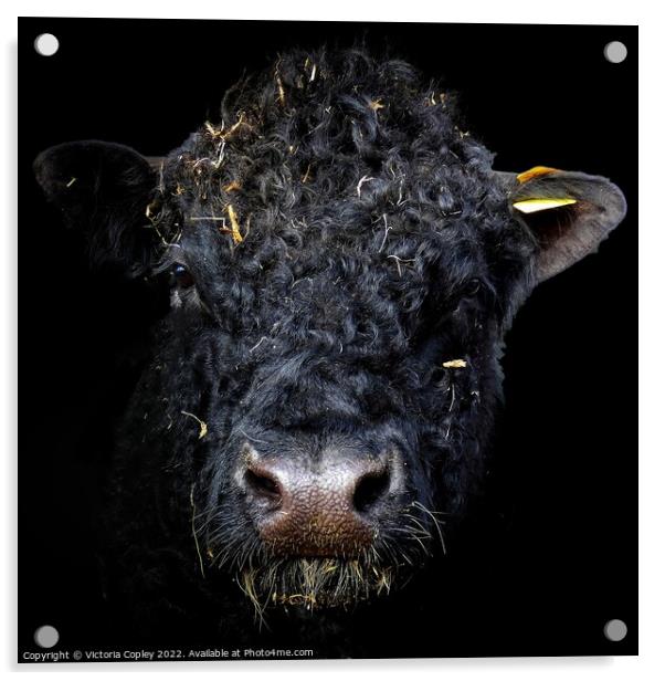 Galloway cow Acrylic by Victoria Copley