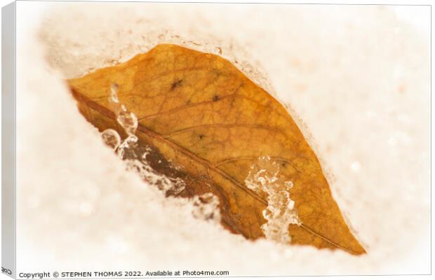 Golden Leaf in Spring Snow Canvas Print by STEPHEN THOMAS