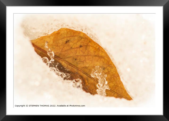 Golden Leaf in Spring Snow Framed Mounted Print by STEPHEN THOMAS