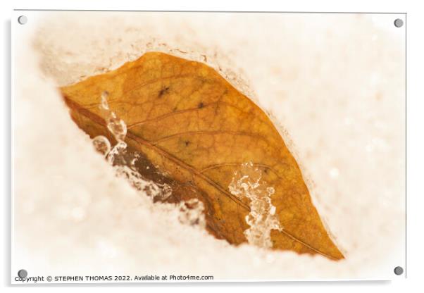 Golden Leaf in Spring Snow Acrylic by STEPHEN THOMAS
