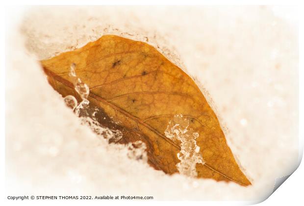 Golden Leaf in Spring Snow Print by STEPHEN THOMAS