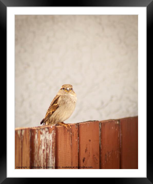 Sparrow on a fence Framed Mounted Print by STEPHEN THOMAS