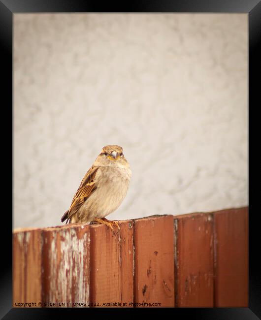 Sparrow on a fence Framed Print by STEPHEN THOMAS