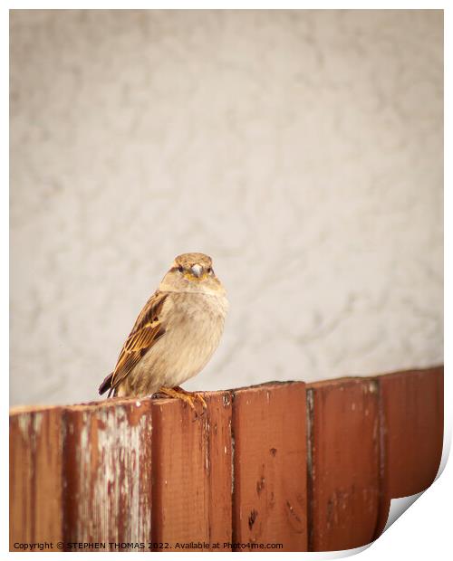 Sparrow on a fence Print by STEPHEN THOMAS