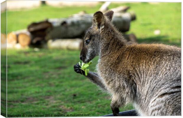Wallaby Eating Canvas Print by Tony Clement