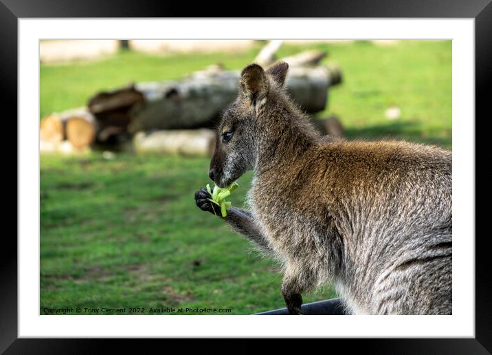 Wallaby Eating Framed Mounted Print by Tony Clement