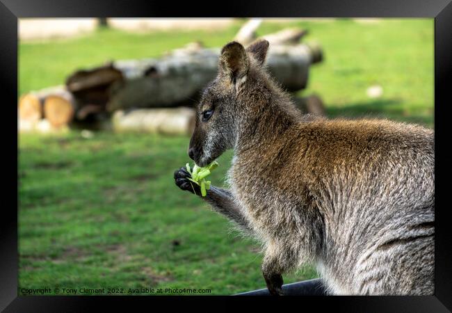 Wallaby Eating Framed Print by Tony Clement