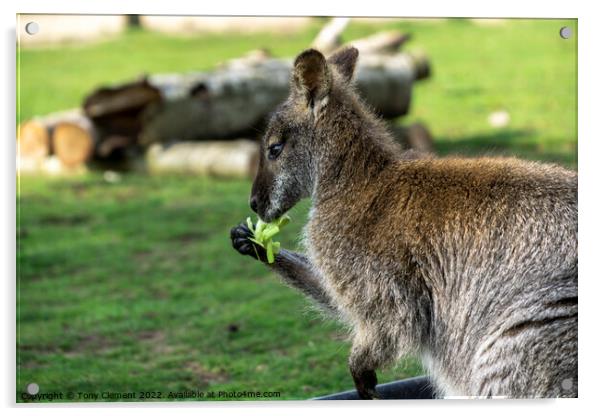 Wallaby Eating Acrylic by Tony Clement