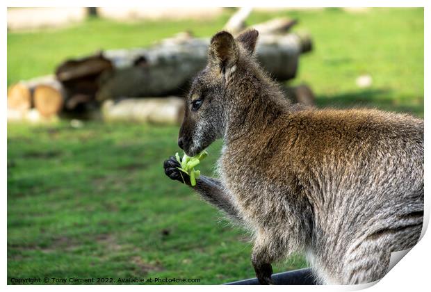 Wallaby Eating Print by Tony Clement