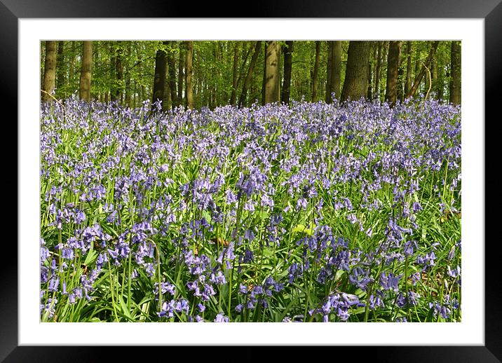 A Carpet of Blue Framed Mounted Print by graham young