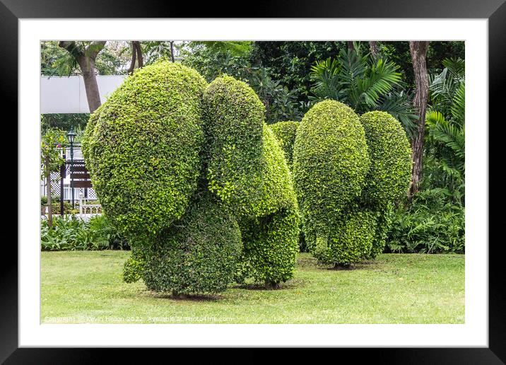 Topiary elephants, Hua Hin , Thailand Framed Mounted Print by Kevin Hellon