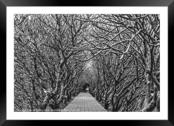 Avenue of Plumeria trees Framed Mounted Print by Kevin Hellon