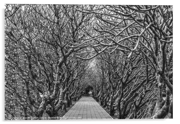 Avenue of Plumeria trees Acrylic by Kevin Hellon