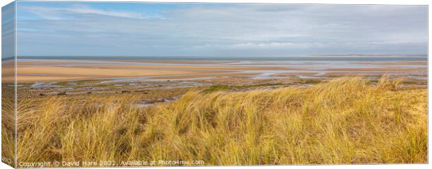Whiteford Beach Canvas Print by David Hare