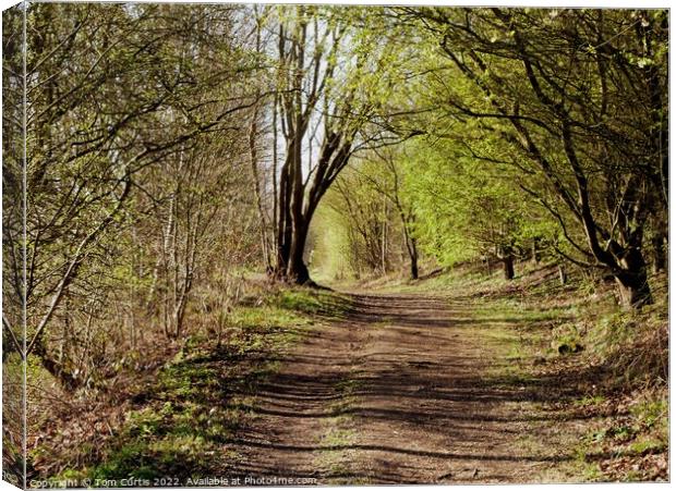 Wooded Path Canvas Print by Tom Curtis