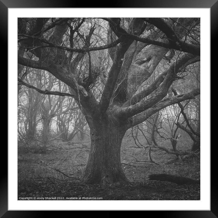 Lord of the trees Framed Mounted Print by Andy Shackell