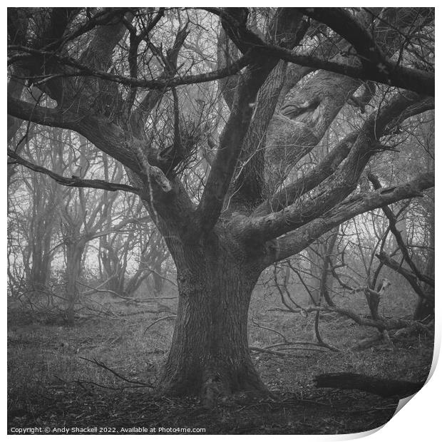 Lord of the trees Print by Andy Shackell