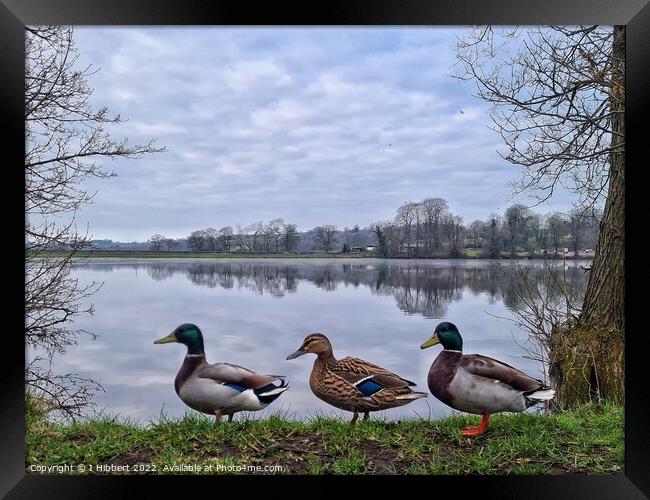 Outdoor  Framed Print by I Hibbert