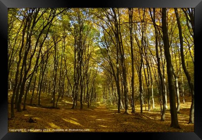 Autumn Woodlands, Slovakia Framed Print by paul petty