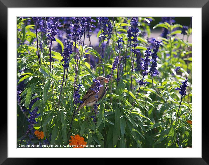 Cute sparrow Framed Mounted Print by ian routledge