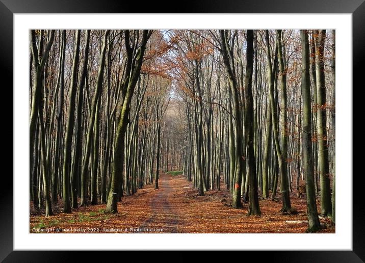 Path in the Woods, Slovakia Framed Mounted Print by paul petty