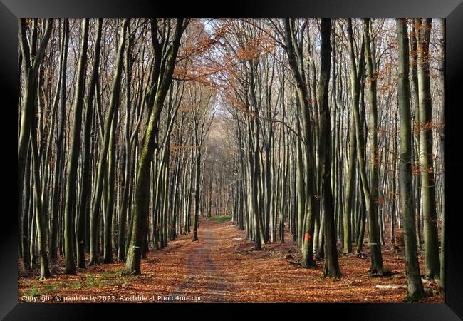 Path in the Woods, Slovakia Framed Print by paul petty