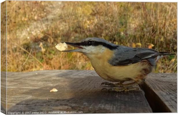 Nuthatch Canvas Print by paul petty
