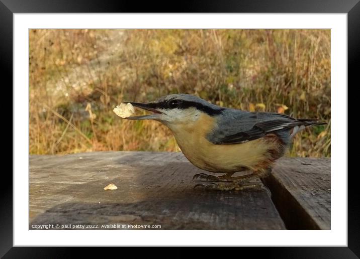 Nuthatch Framed Mounted Print by paul petty