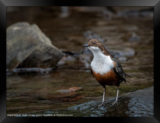 A dipper standing on a wet rock along the river  Framed Print by Vicky Outen