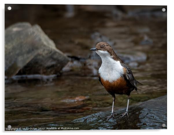 A dipper standing on a wet rock along the river  Acrylic by Vicky Outen
