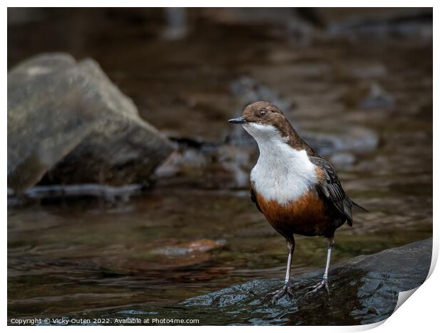A dipper standing on a wet rock along the river  Print by Vicky Outen