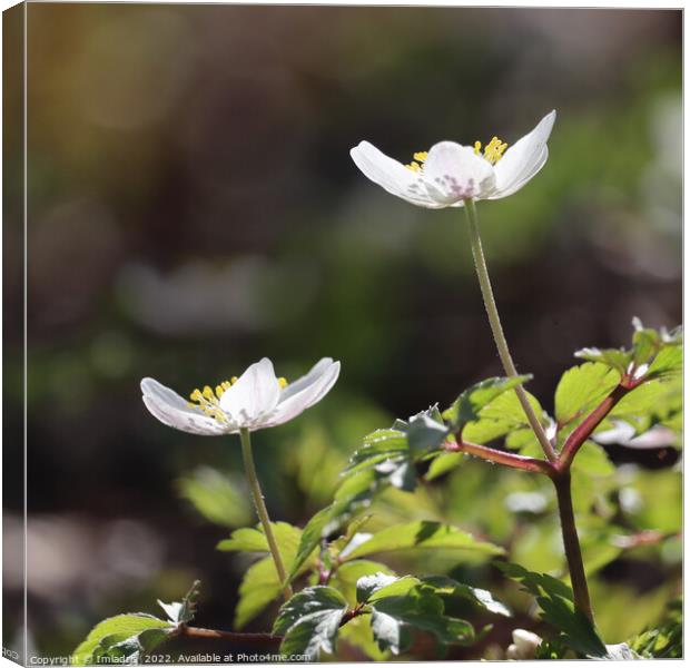 Wood Anemone Close up Square Canvas Print by Imladris 