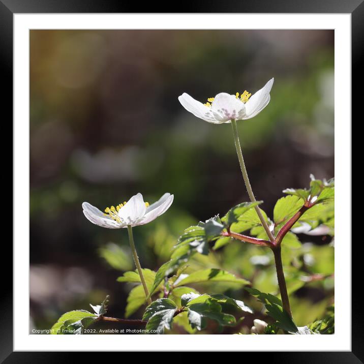 Wood Anemone Close up Square Framed Mounted Print by Imladris 