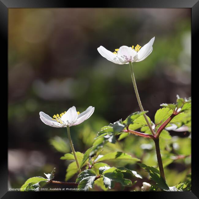 Wood Anemone Close up Square Framed Print by Imladris 