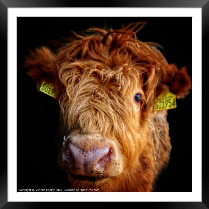 Highland Cow Calf Framed Mounted Print by Victoria Copley