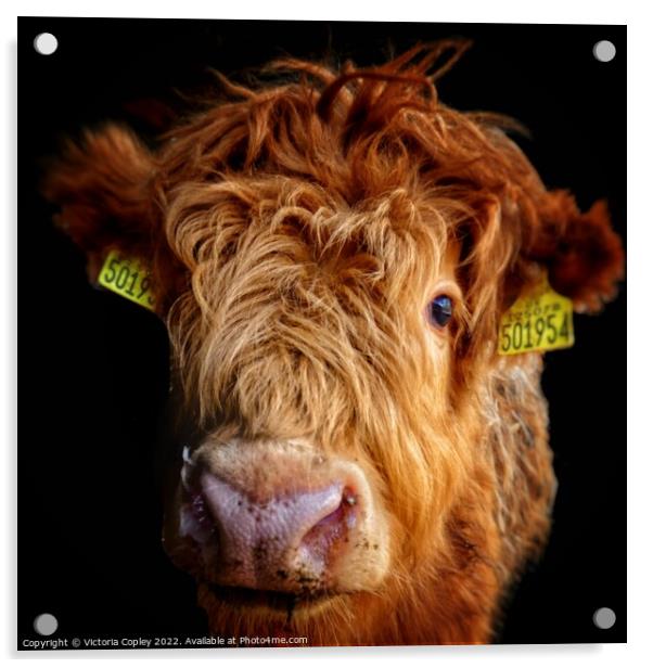 Highland Cow Calf Acrylic by Victoria Copley