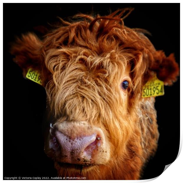 Highland Cow Calf Print by Victoria Copley