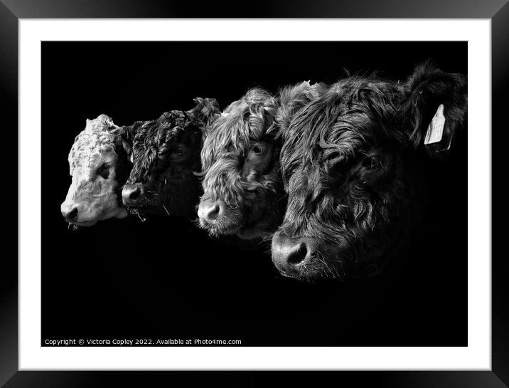 A Collection of Cattle in Monochrome Framed Mounted Print by Victoria Copley