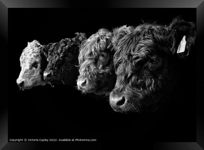 A Collection of Cattle in Monochrome Framed Print by Victoria Copley